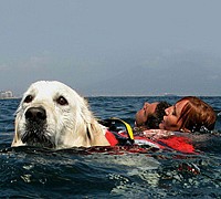 labrador salvataggio in mare