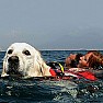Agropoli Notizie foto - labrador salvataggio in mare