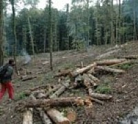 legna  parco del cilento