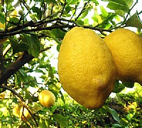 limoni costiera amalfitana