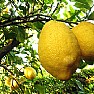 Spettacoli-eventi foto - limoni costiera amalfitana