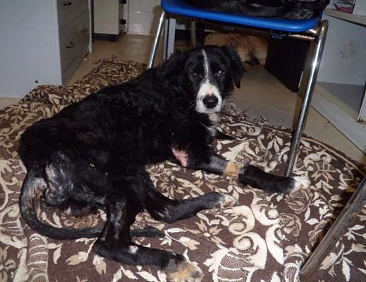 lucky cane sparato cerca aiuto