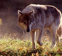 lupo grigio