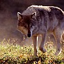 Cronaca foto - lupo grigio