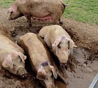 maiali smaltitori rifiuti maiali smaltitori rifiuti