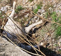Paolo-Abbate foto - mingardina mucca caduta e morta