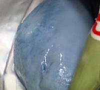 mozzarella blu sapri mozzarella blu sapri