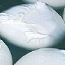 Attualita foto - mozzarella di bufala campana