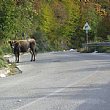 Cronaca foto - mucca vagante 2 web