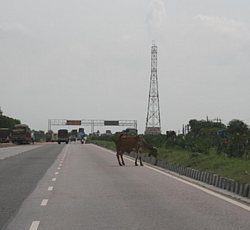 mucche in autostrada