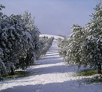 nevicata tra gli alberi nevicata tra gli alberi