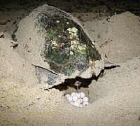 nido caretta caretta tartaruga