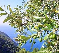 olio dop cilento