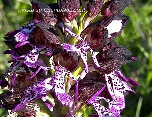 Giuseppe-Conte foto - orchidee parco castelluccio 01