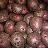Spettacoli-eventi foto - patate rosse
