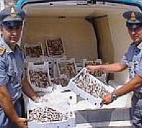 pesce sequestrato capaccio