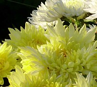 piante medicinali2 piante medicinali2