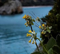 primula palinuro foto  primula palinuro foto