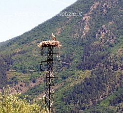 Paolo-Abbate foto - progetto cicogna bianca vallo di diano 01