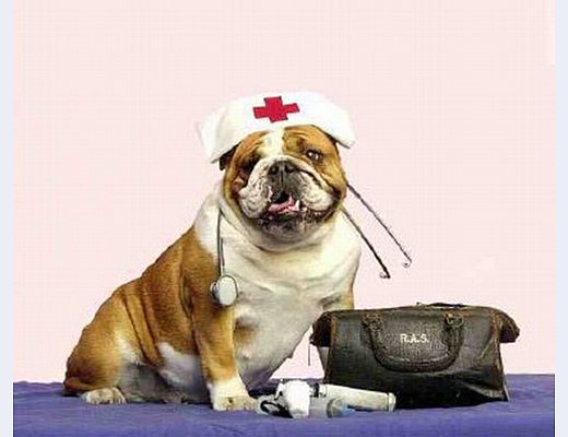 pronto soccorso animali