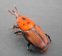 punteruolo rosso delle palme