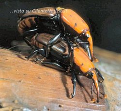 Paolo-Abbate foto - punteruolo rosso nel cilento