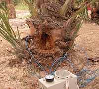 punteruolo rosso rottura palma