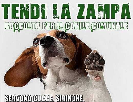 raccolta fondi canile 2062012