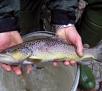 ripopolamento ittico fiumi