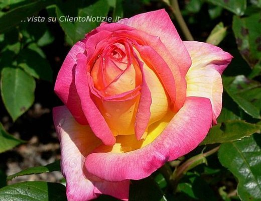 Marisa-Russo foto - rosa articolo russo 19052012