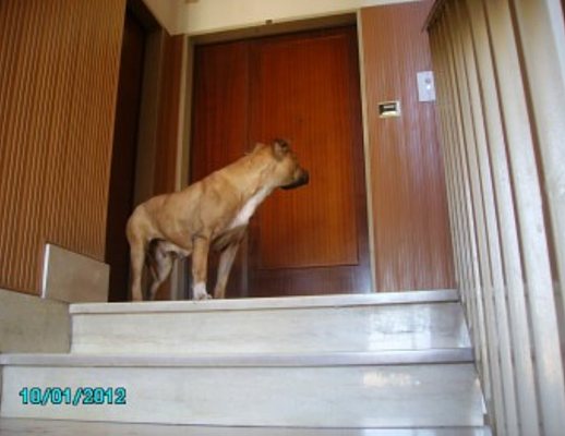 salerno cane pianerottolo pitbull