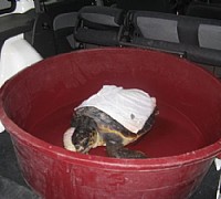 salvataggio tartaruga acciaroli  salvataggio tartaruga acciaroli