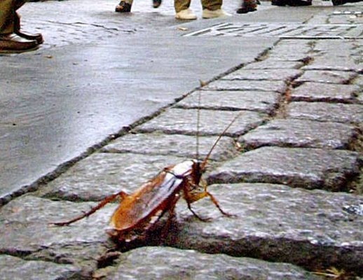 scarafaggi rossi per la citta