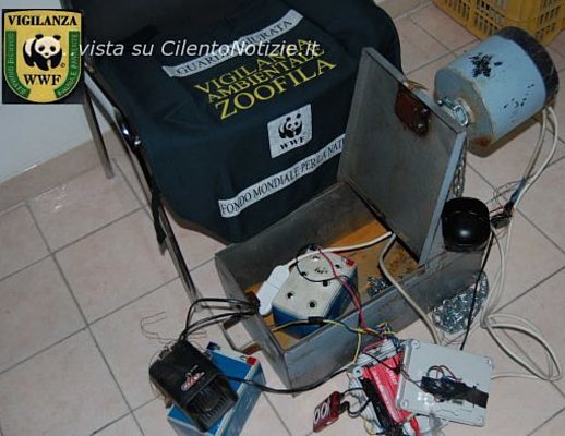 sequestro richiamo quaglie