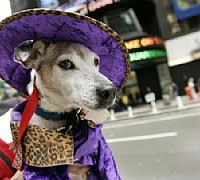 sfilate cani sfilate cani