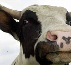 sospetto caso di mucca pazza