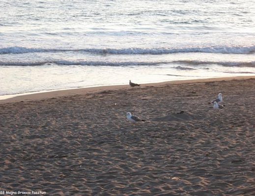 spiaggia capaccio paestum