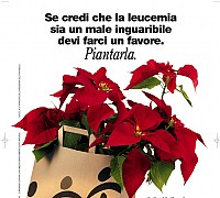 stella natale ail