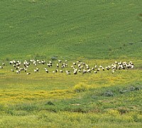 stormo cicogne agropoli trentova