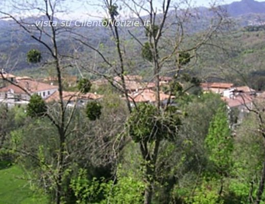 Paolo-Abbate foto - strada del vischio art abbate 20042012