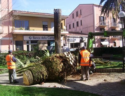 Paolo-Abbate foto - strage palme punteruolo rosso sapri 01