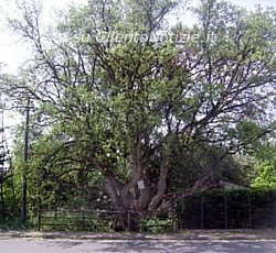 Paolo-Abbate foto - sughera di Vibonati
