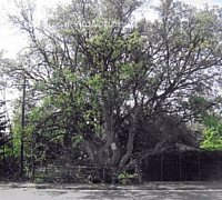 Paolo-Abbate foto - sughera vibonati