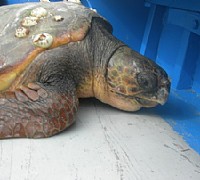 tartaruga caretta caretta agropoli