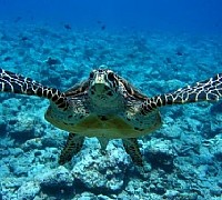 tartarughe caretta caretta cilento
