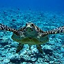 Cilento - Le ultime  Notizie foto - tartarughe caretta caretta cilento