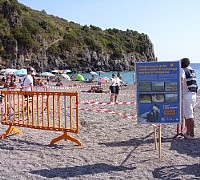 tartarughe caretta caretta lentiscelle marina di camerota tartarughe caretta caretta lentiscelle marina di camerota