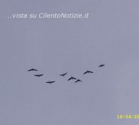 Paolo-Abbate foto - uccelli in volo