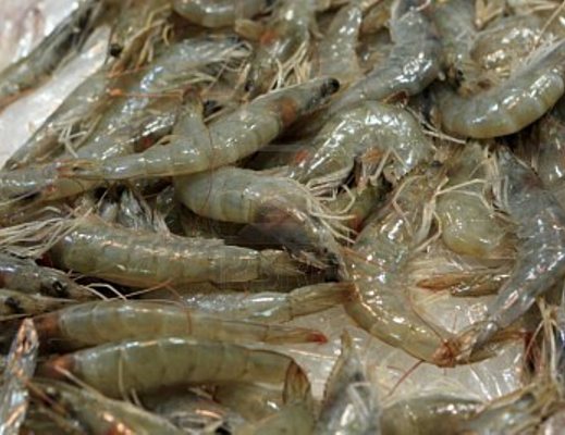 vendita pesce sulle barche