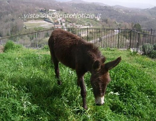 viaggiolento con il ciuccio
